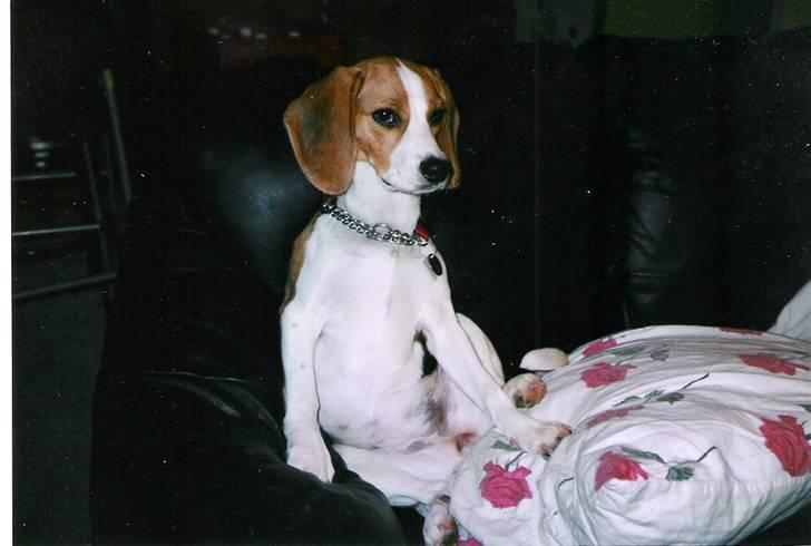 Beagle Tinka * Himmelhund * - Animal Planet.. Ja, mor ved lige hvad jeg kan li at se.. billede 8