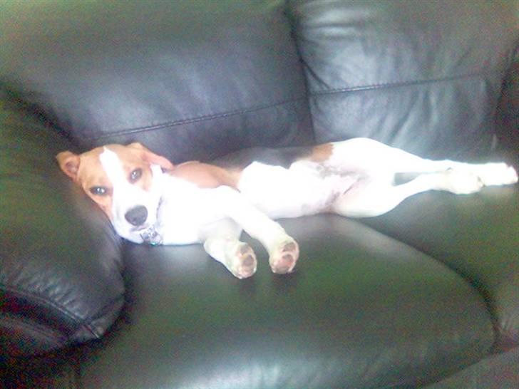 Beagle Tinka * Himmelhund * - Ahhh.. Sådan som livet bør nydes :D billede 9