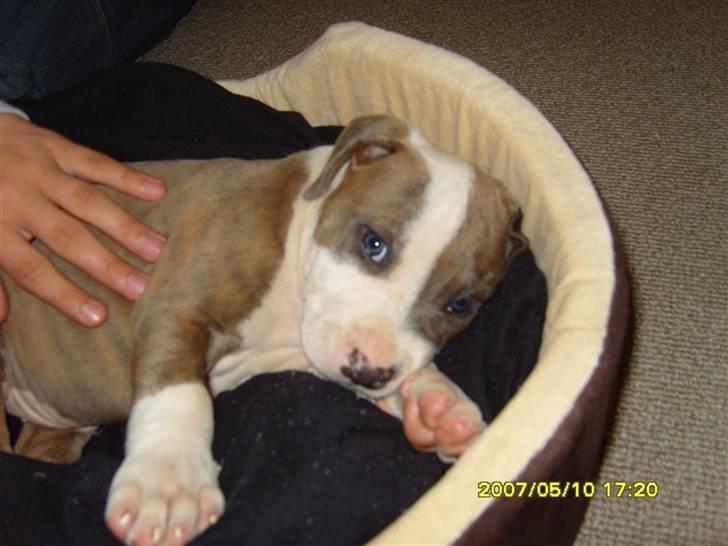 Amerikansk staffordshire terrier Pablo - Han elskede kurv :D billede 6