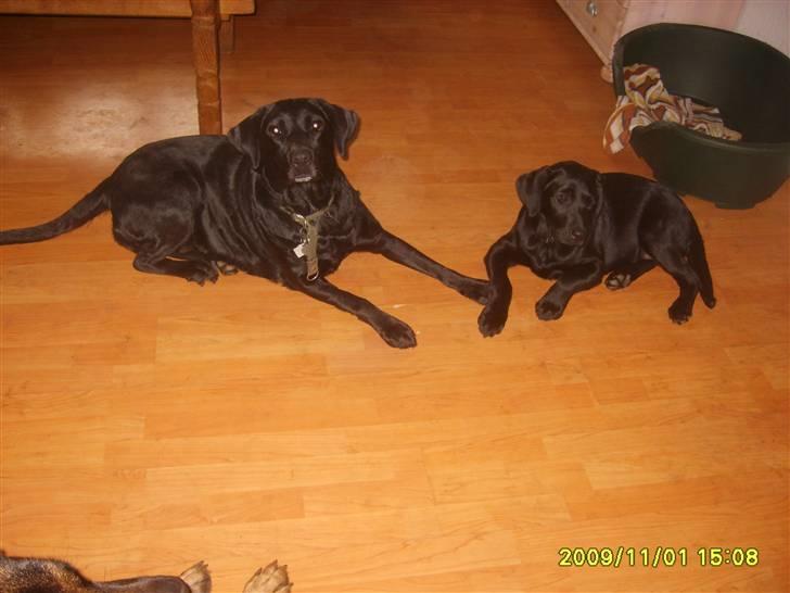 Labrador retriever Sandy. - Nyt billede. sandy og hendes datter Stacey. billede 2