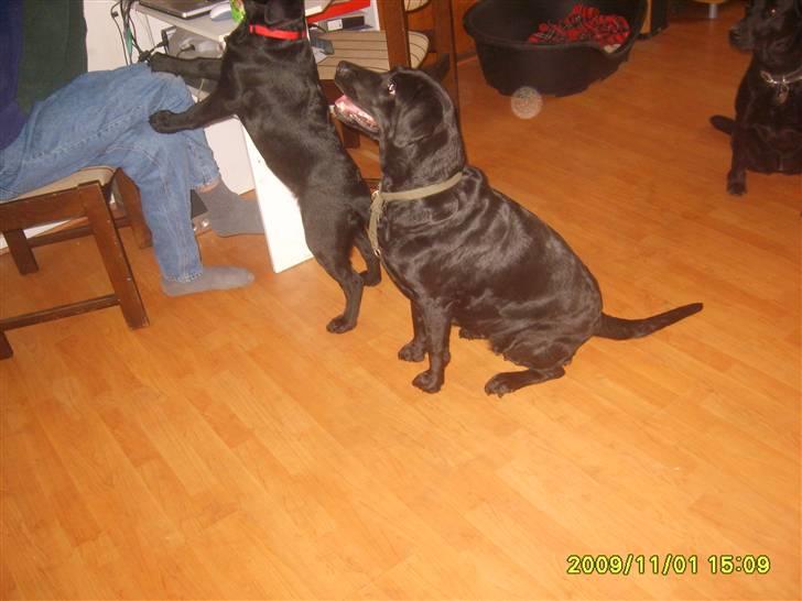 Labrador retriever Sandy. - Nyt billede. sandy og hendes datter Stacey, det er stacey der springer op af far. billede 3
