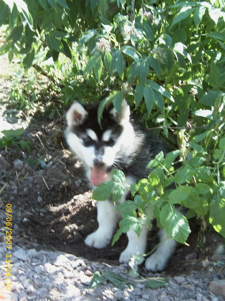 Alaskan malamute Trap Line's Quick Kee-nai billede 6