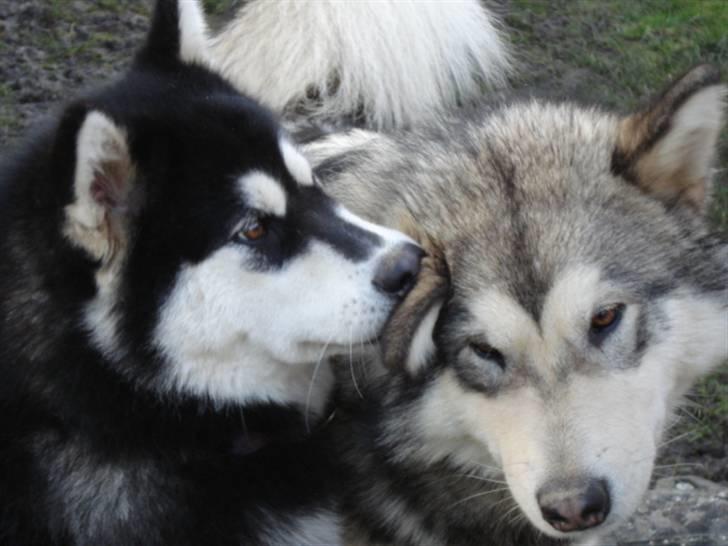 Alaskan malamute Trap Line's Quick Kee-nai - Aslan får lige gnasket øre af kee-nai billede 7