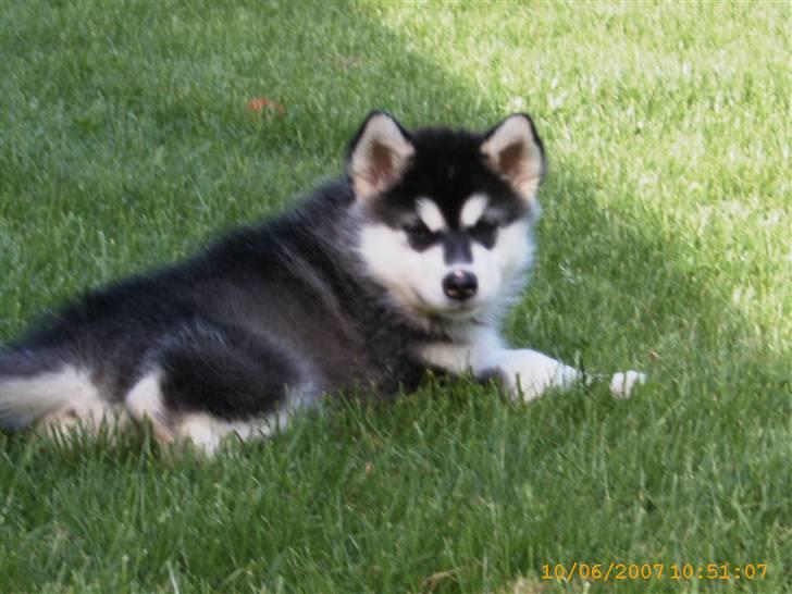 Alaskan malamute Trap Line's Quick Kee-nai billede 8