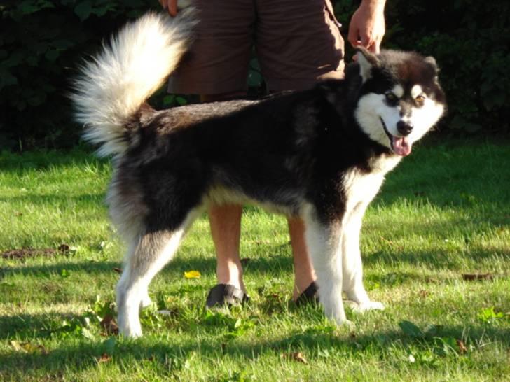 Alaskan malamute Trap Line's Quick Kee-nai billede 9