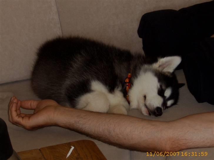 Alaskan malamute Trap Line's Quick Kee-nai - Det er hårdt og komme til Danmark billede 10