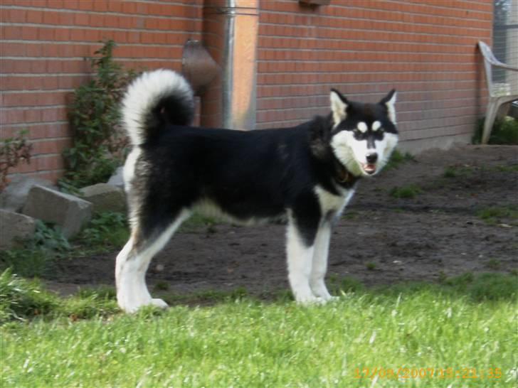 Alaskan malamute Trap Line's Quick Kee-nai billede 11