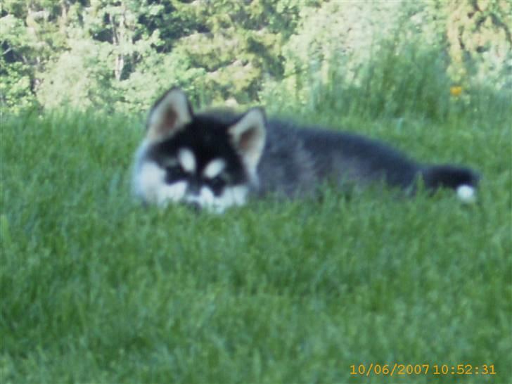 Alaskan malamute Trap Line's Quick Kee-nai billede 12