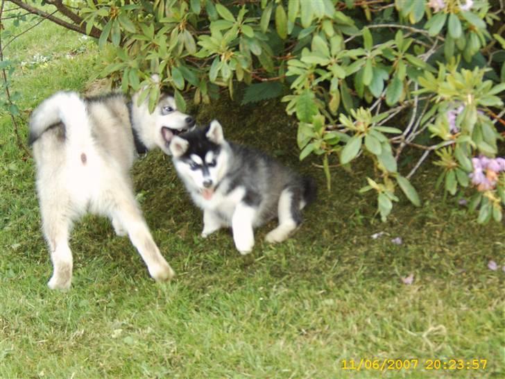 Alaskan malamute Trap Line's Quick Kee-nai - Kee-nai møder Aslan for første gang billede 13