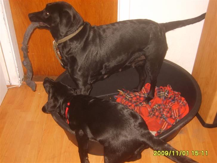 Labrador retriever Sandy. - Nyt billede. sandy og hendes datter Stacey. Der leger. billede 4