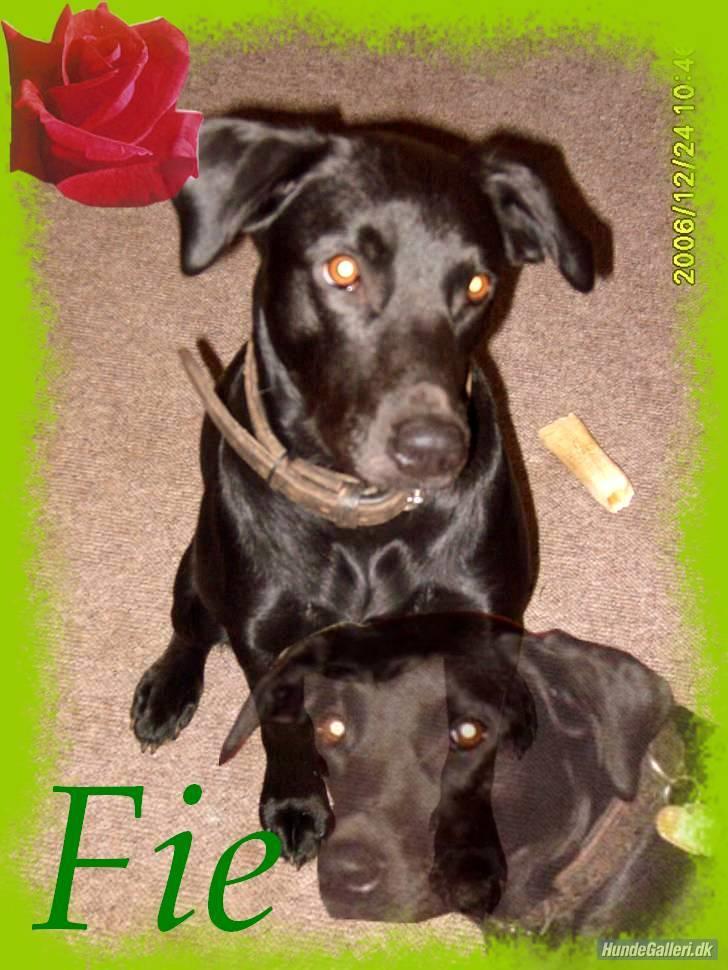 Blanding af racer Fie. - Hej mit navn er Fie. (lavet af: •((¯`»VANESSA«´¯)) • P   ) billede 1