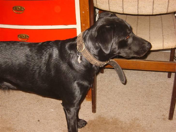 Blanding af racer Fie. - Jeg er da dejlig er jeg ikke ? billede 2