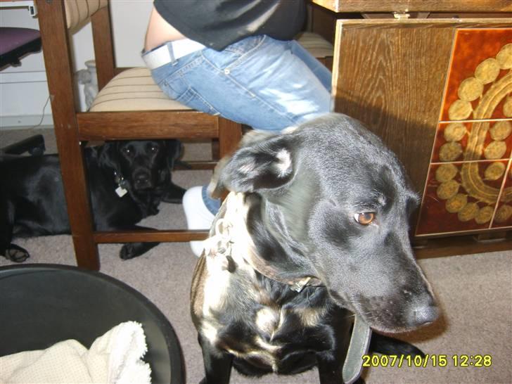 Blanding af racer Fie. - Jeg blir helt genert, af alle de billeder. billede 3