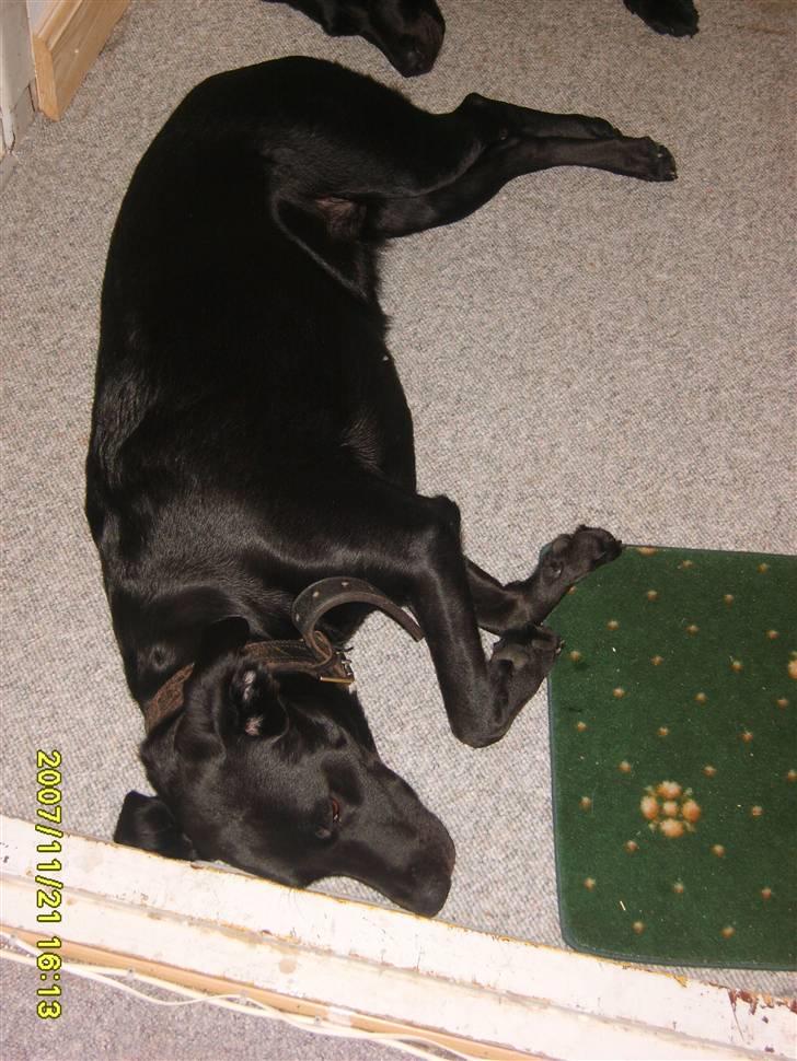 Blanding af racer Fie. - Ligger og slaper af. billede 4