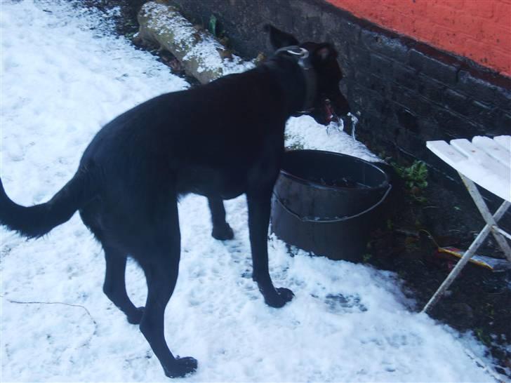Blanding af racer Fie. - Jeg elsker at dyppe hele hovedet i vandet billede 5