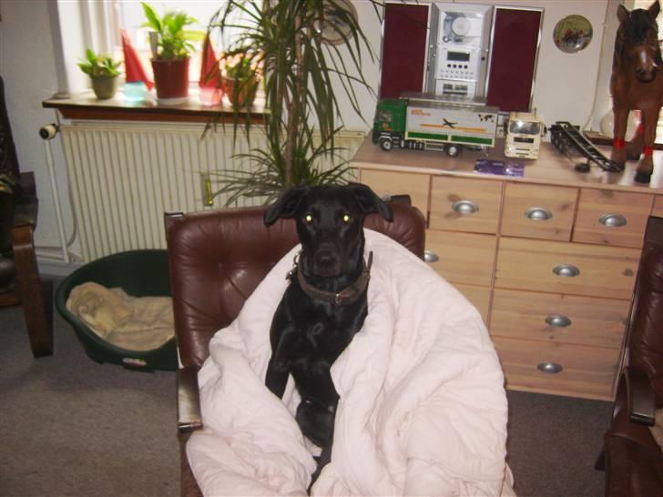 Blanding af racer Fie. - Nu kan jeg holde varmen. billede 6