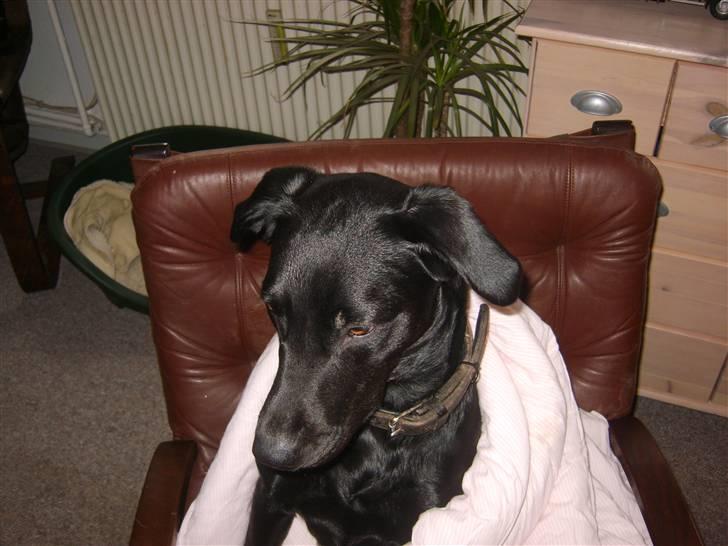 Blanding af racer Fie. - Jeg blir helt genert med alle de billeder. billede 7