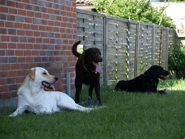 Blanding af racer Siku - Det er mig den gule.. de andre er bare nogle jeg knurrer af når jeg har stjålet deres legetøj.. billede 14