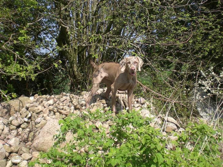 Weimaraner Emma<3 billede 3