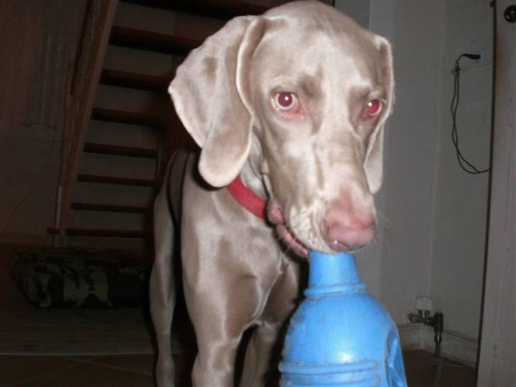 Weimaraner Emma<3 billede 5