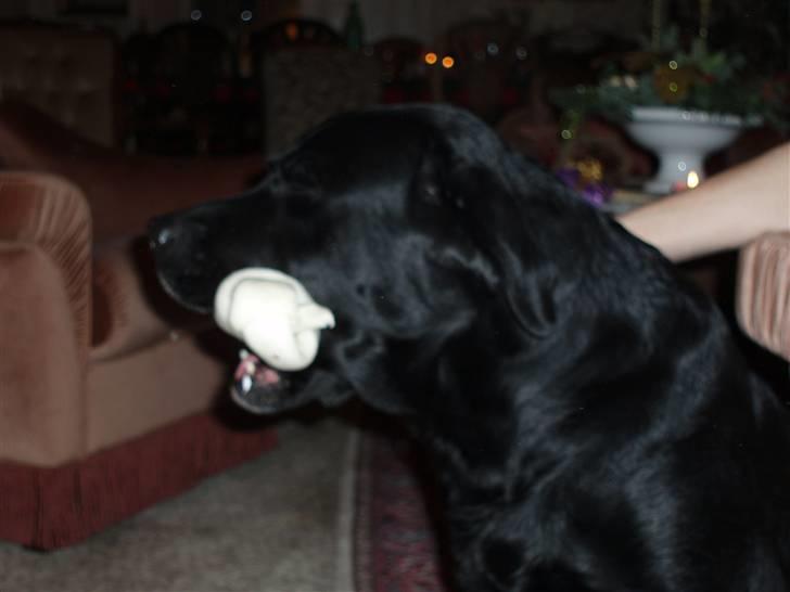 Labrador retriever Funny tims Heros død billede 9