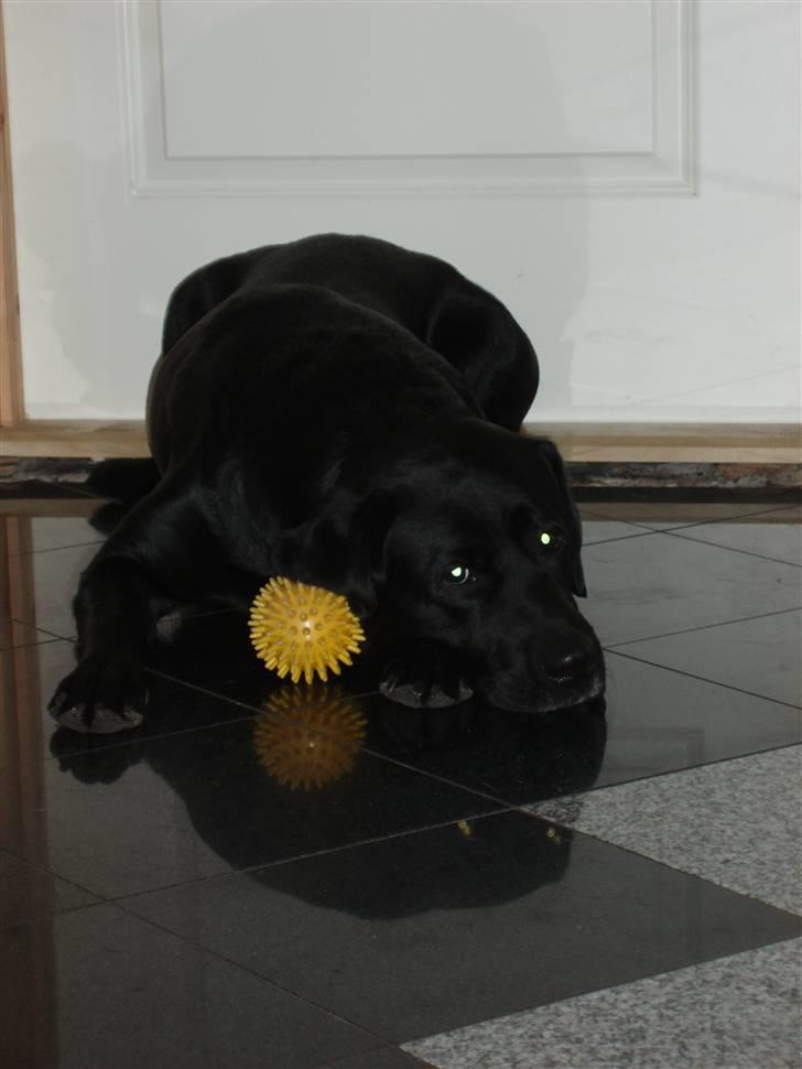 Labrador retriever Funny tims Heros død billede 10