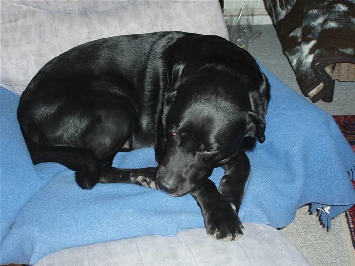 Labrador retriever Funny tims Heros død billede 11