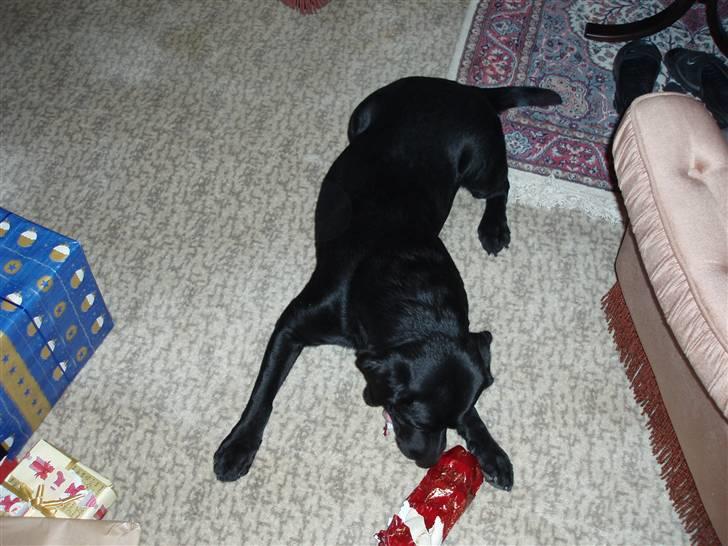 Labrador retriever Funny tims Heros død billede 12