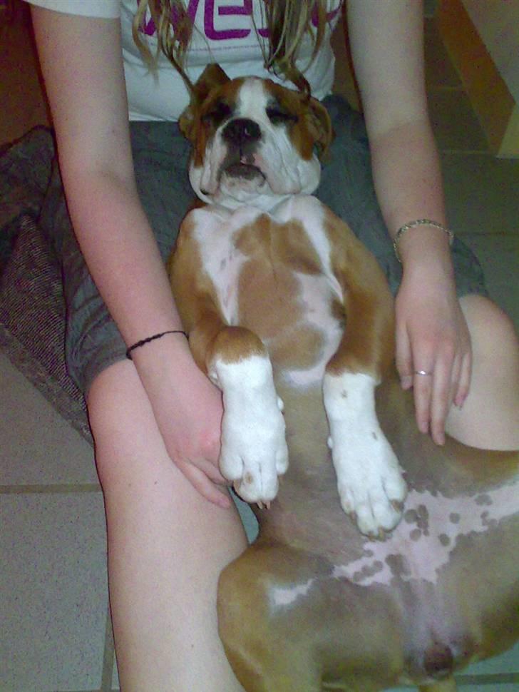 Boxer Matilde billede 13