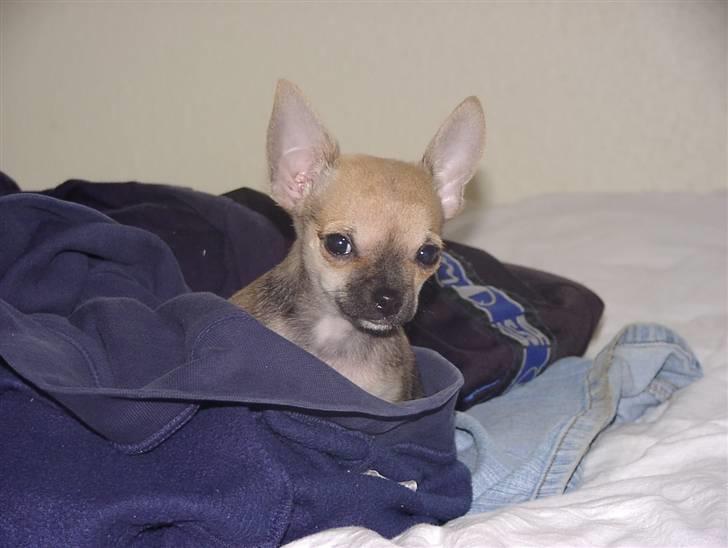 Chihuahua Tyson billede 5
