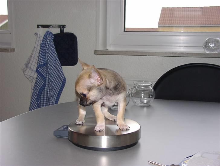 Chihuahua Tyson billede 6