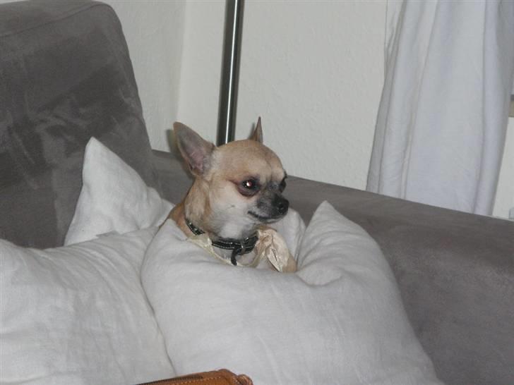 Chihuahua Tyson - Tyson er lidt træt,vi holdte nytår hjemme for hans skyld ;) billede 7