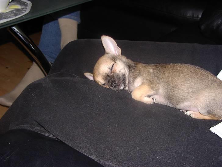 Chihuahua Tyson billede 8