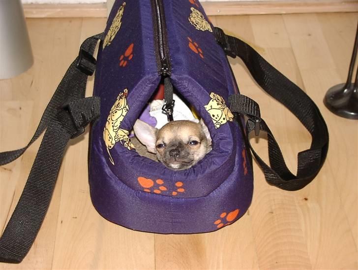 Chihuahua Tyson billede 9