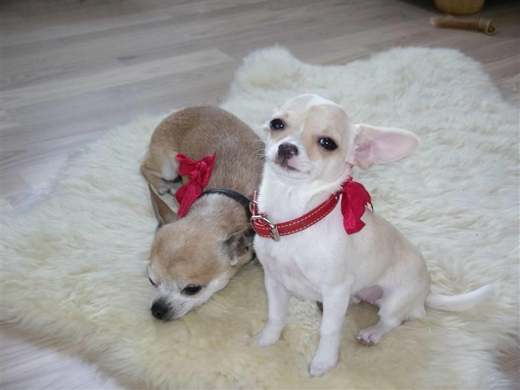 Chihuahua Tyson - elsker og køre bil med mor og far ;) billede 10