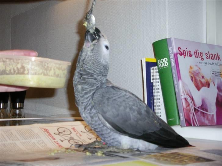 Chihuahua Tyson - Tysons legekammerat vi desværre måtte skille os af med... billede 11