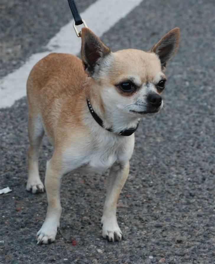 Chihuahua Tyson billede 12