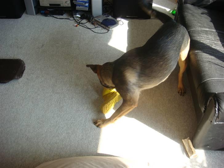 Blanding af racer Leica - Hvad mon mor gemmer i sin gule gummistøvle?? billede 14