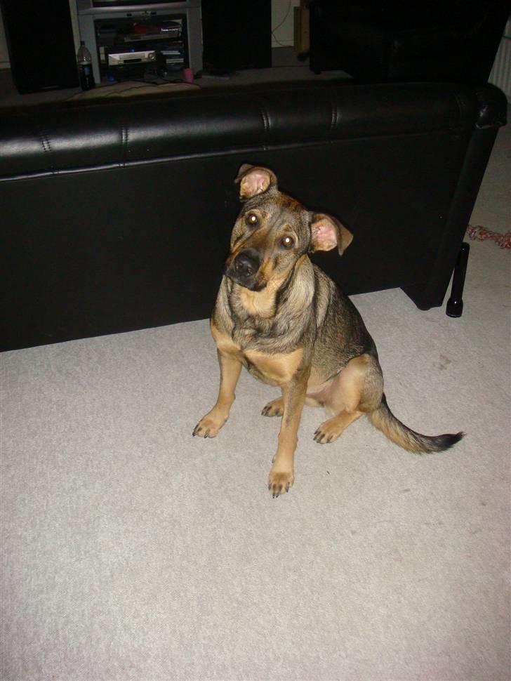 Blanding af racer Leica - Jeg elsker og blive fotograferet. billede 15