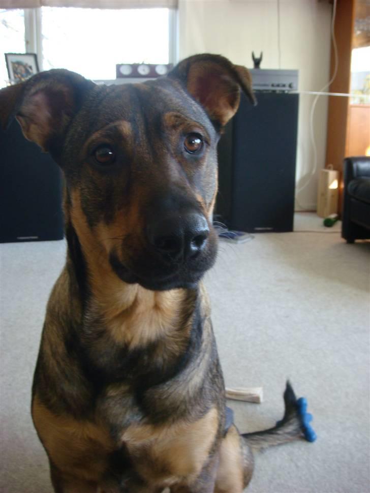 Blanding af racer Leica - Se mig mor, her er jeg. kigger lige i linsen. Det er så sjovt. billede 16