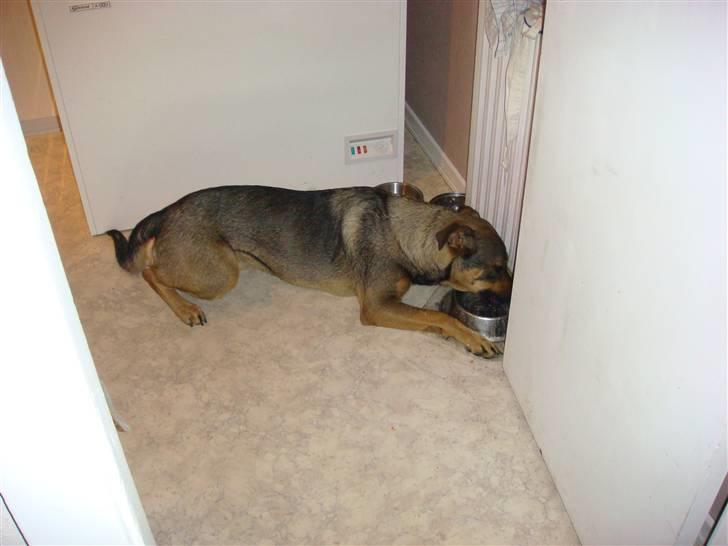 Blanding af racer Leica - Det er godt efter en god gang bold at få lidt at drikke. Er bare så træt billede 17