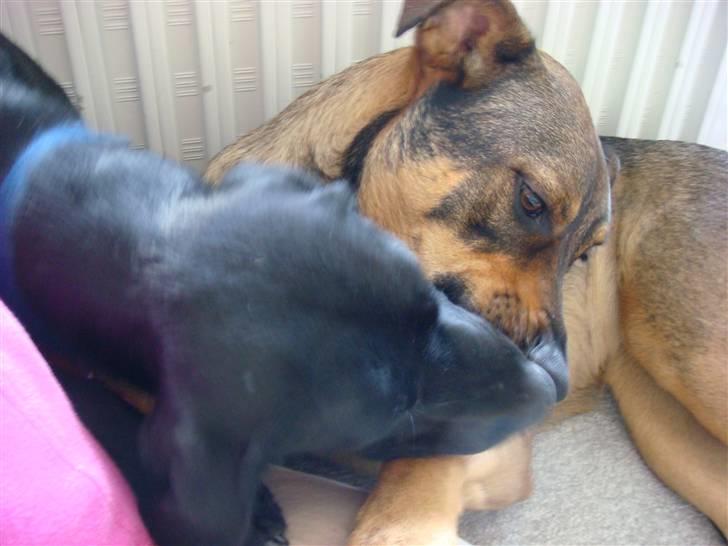 Blanding af racer Leica - min nye legekammerat og jeg. Vi ÆÆÆlsker og kysse. hihi billede 19