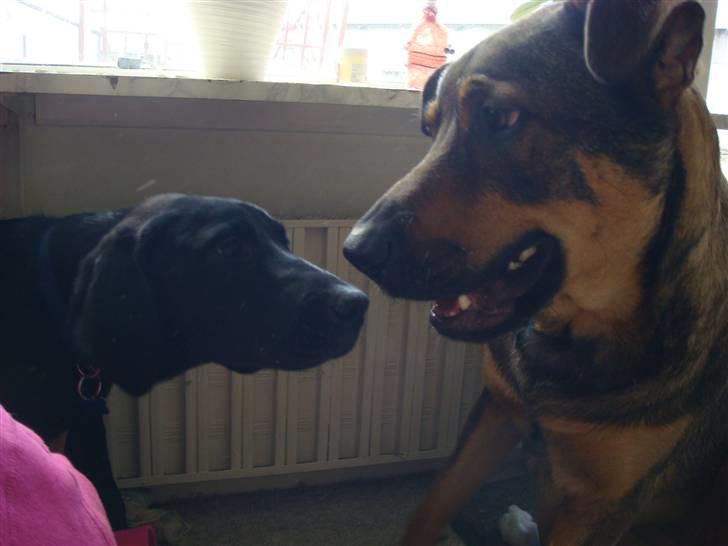 Blanding af racer Leica - Mor hvad vil han nu???? billede 20