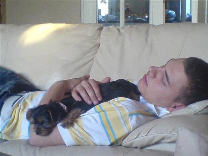 Yorkshire terrier Fiona billede 3