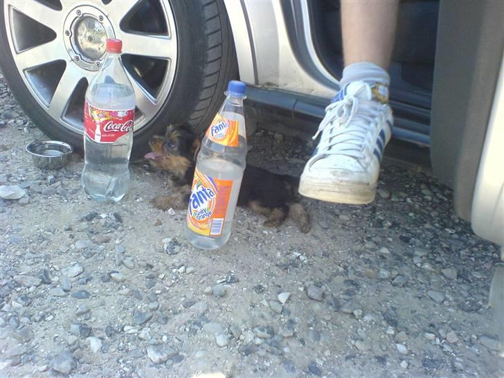 Yorkshire terrier Fiona billede 4