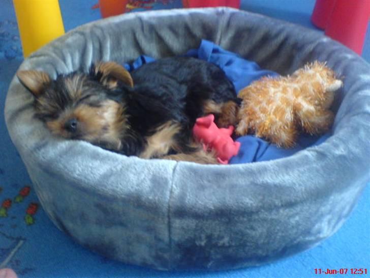 Yorkshire terrier Fiona billede 5