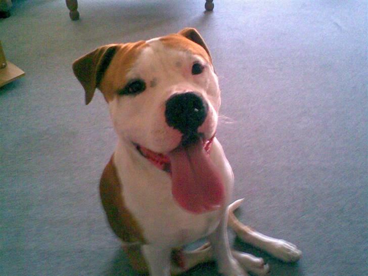 Blanding af racer Lupus - Se min tunge :D billede 9