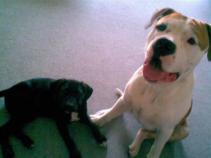 Blanding af racer Lupus - Sider lige sammen med Loui :) (som også er herinde) billede 10