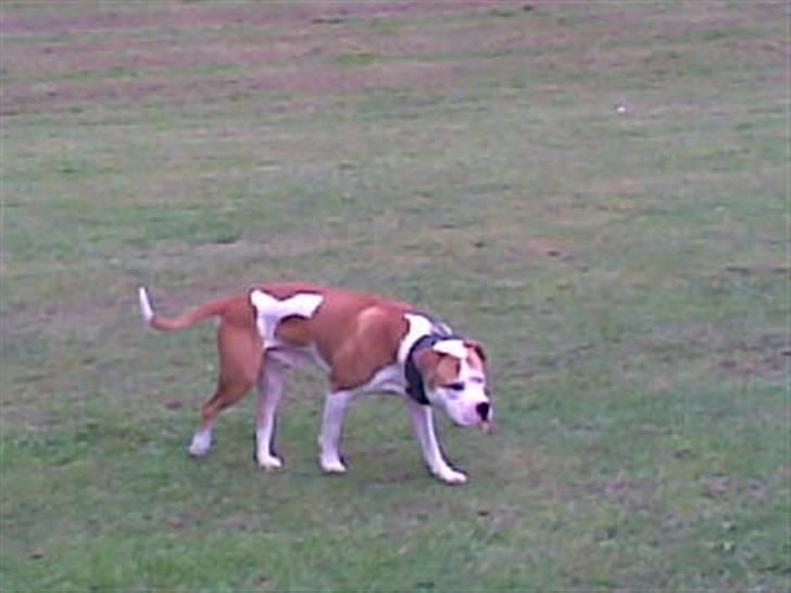 Blanding af racer Lupus - Mistænksom ? hehe billede 11