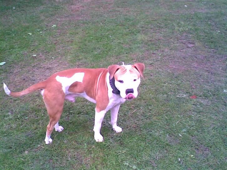 Blanding af racer Lupus - Hmm slikkemund ? :) billede 12